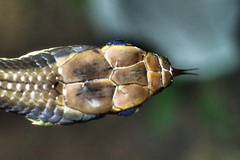 Dendrelaphis marenae