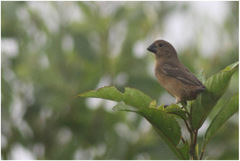 Sporophila angolensis