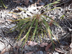Banksia dallanneyi