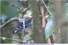 Hylophylax punctulatus