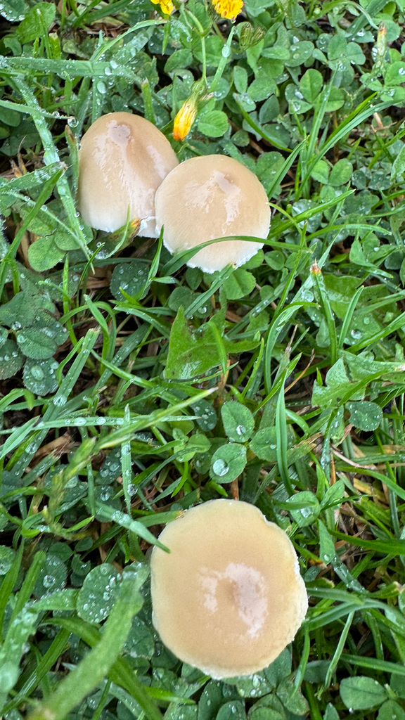 Candolleomyces candolleanus · January 2026 · photo: © frankashwood (iNaturalist, cc-by)