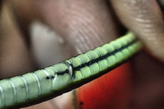 Dendrelaphis marenae