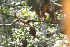 Saguinus tripartitus