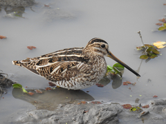Pin-Tailed Snipe photo 5