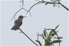 Talaphorus chlorocercus