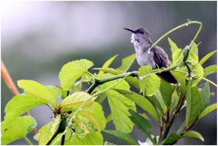 Talaphorus chlorocercus