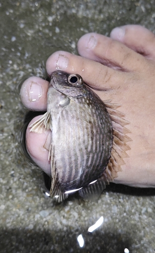 Bluespotted spinefoot (Siganus javus) — Siganidae — 2