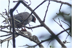 Buteogallus schistaceus