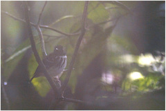 Hylophylax naevius