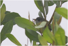 Todirostrum maculatum