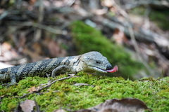 Cyclodomorphus gerrardii