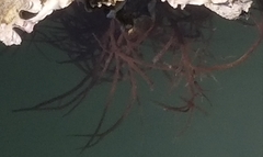 Gracilariopsis longissima