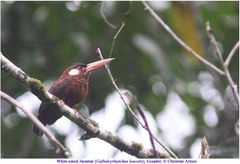 Galbalcyrhynchus leucotis