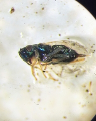 Psyllaephagus bliteus