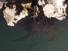 Gracilariopsis longissima