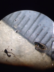 Psyllaephagus bliteus