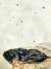 Psyllaephagus bliteus