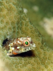 Spotty Blenny photo 3