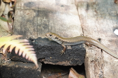 Silvascincus murrayi