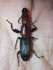 Arrhenodini