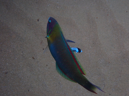 Thalassoma genivittatum observed 2026-01-17