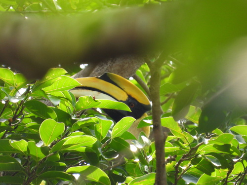 Great Hornbill (Buceros bicornis)