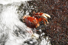 Euastacus sulcatus