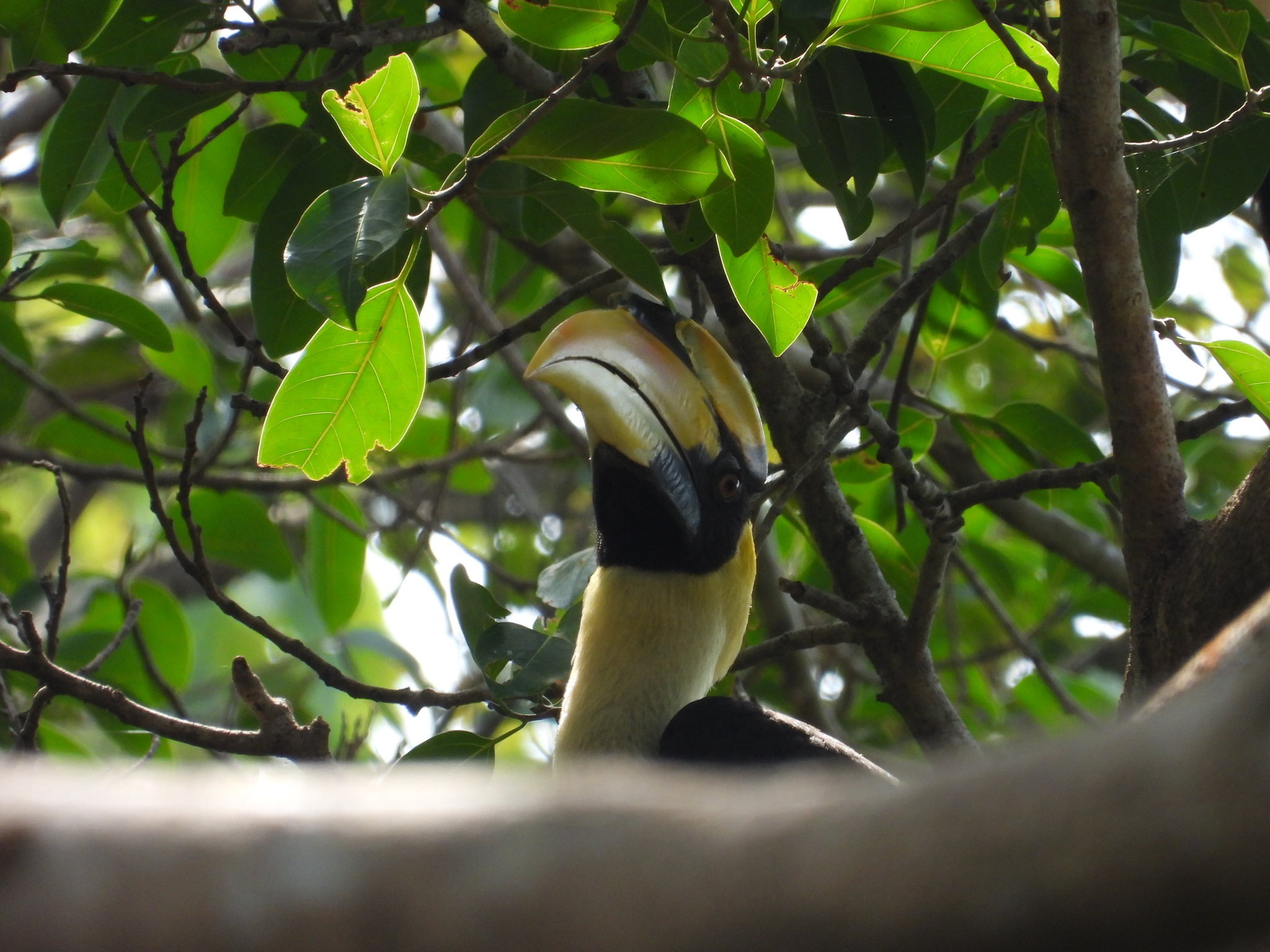 Great Hornbill (Buceros bicornis), photo 2
