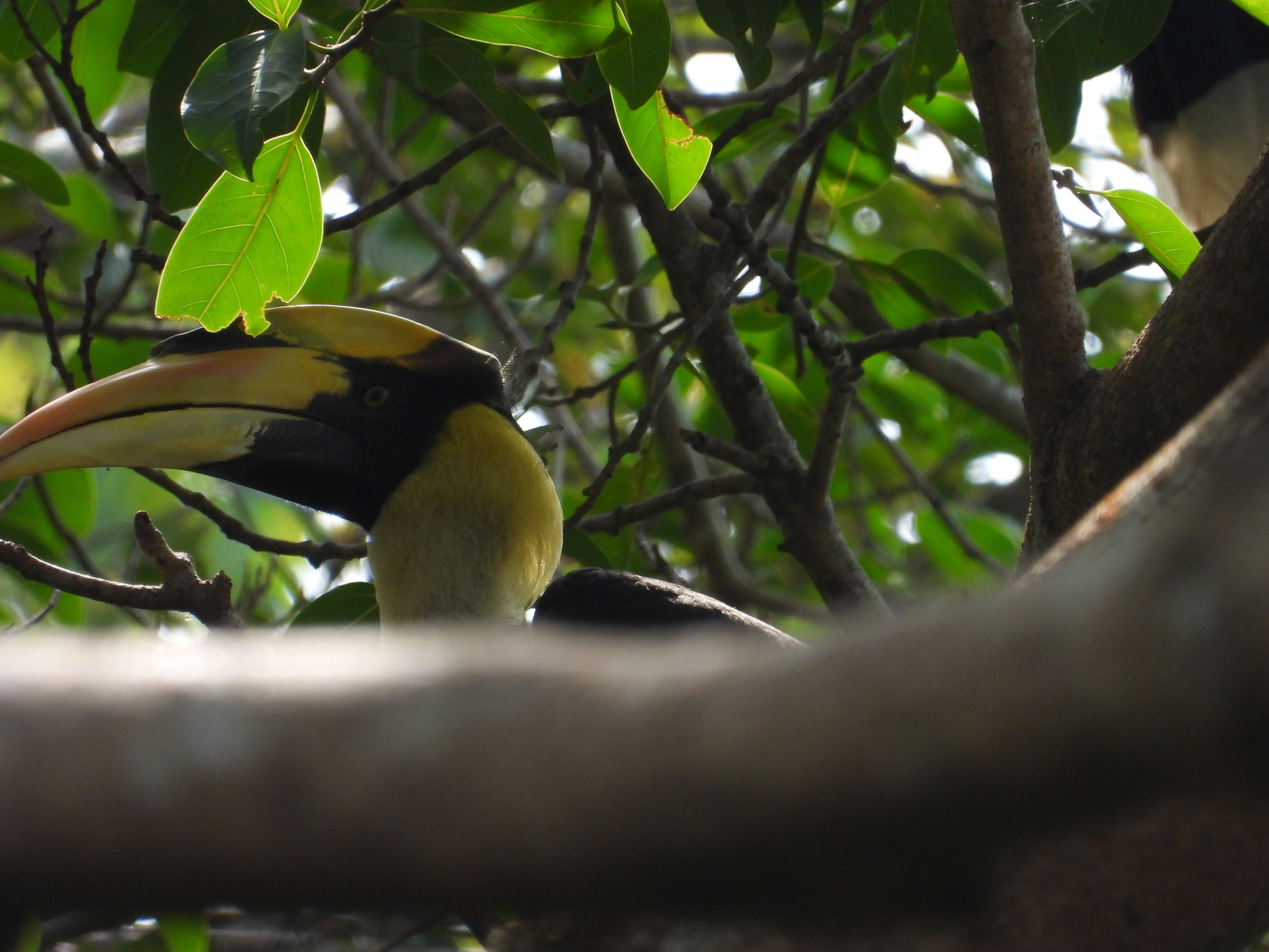 Great Hornbill (Buceros bicornis), photo 3