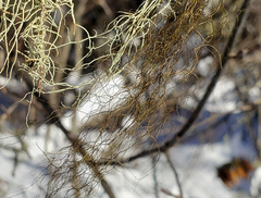 Bryoria pseudofuscescens