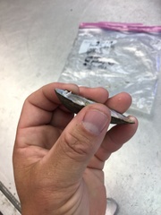 Sagittunio subrostratus