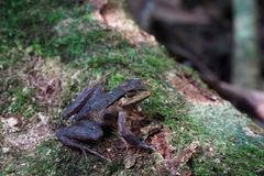 Platyplectrum fletcheri