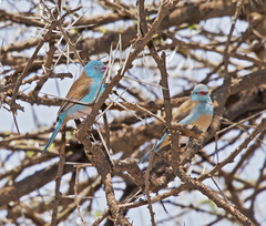 Uraeginthus cyanocephalus