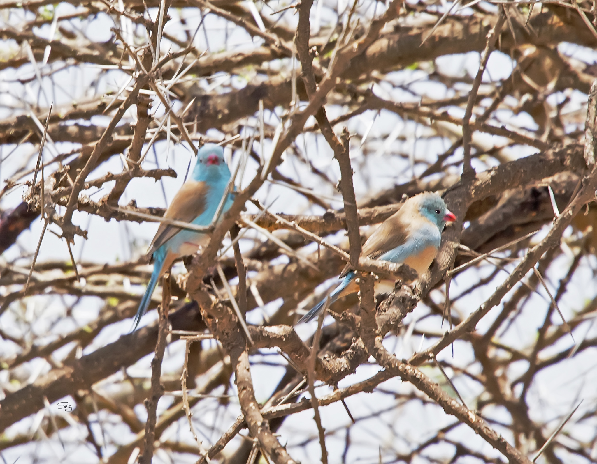 Blue-capped Cordonbleu illustration