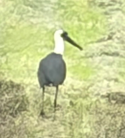 African Woolly-necked Stork (Ciconia microscelis), photo 2