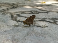 Aguna asander asander