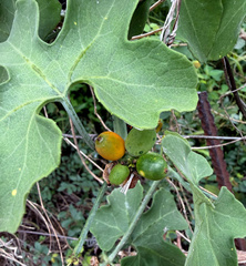 Corallocarpus bainesii, photograph (c) Wynand Uys, some rights reserved (CC BY)