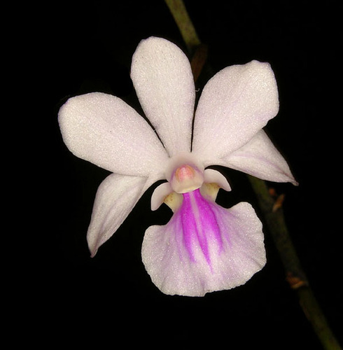 Ames' Holcoglossum