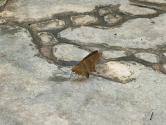 Aguna asander asander