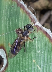 Spheginobaccha