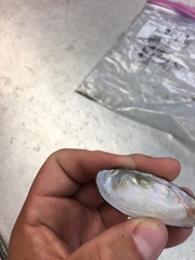 Sagittunio subrostratus