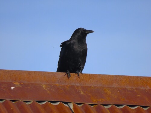 American Crow