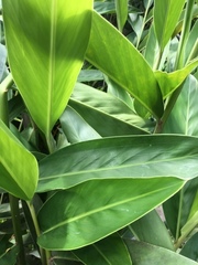 Alpinia galanga