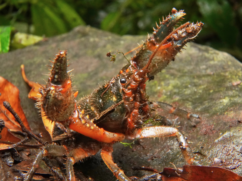 Euastacus jagara