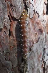 Eacles imperialis pini