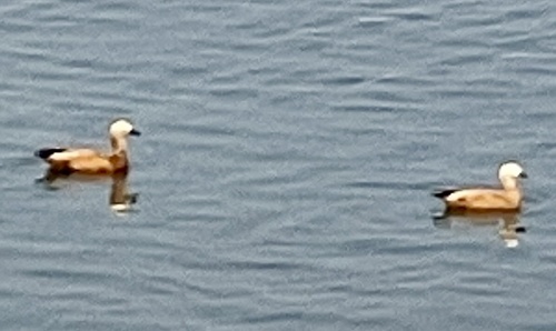 Ruddy Shelduck (Tadorna ferruginea), photo 6