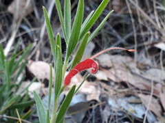 Adenanthos barbiger