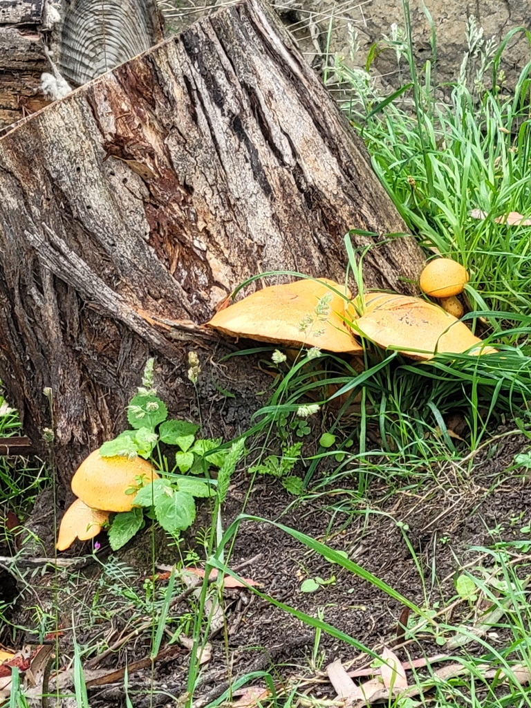 Gymnopilus junonius · January 2026 · photo: © maureen_howard (iNaturalist, cc-by)