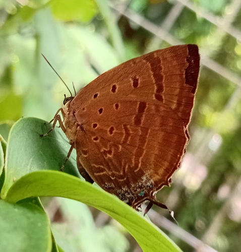 Arhopala ariana