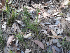 Adenanthos barbiger